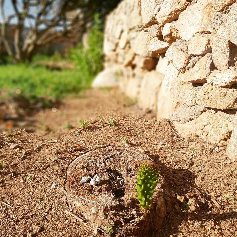 Villa Sprafundu La Maddalena  Dış mekan fotoğraf